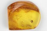 Detailed Fossil Flower in Baltic Amber #197679-3